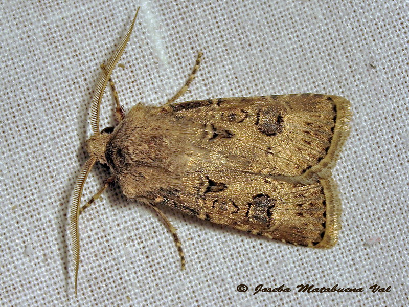 Noctuidae a determinar 3 - Argrotis bigramma